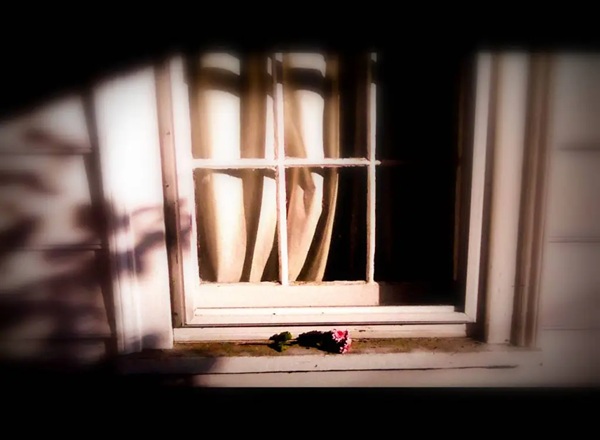paine window flower
